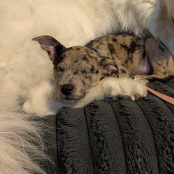 Gecko -  Mixed Breed Dog for Adoption in Merriam, Kansas - Gecko | PetCurious