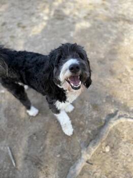 Labradoodle Dogs Available for Adoption - Bruno | PetCurious