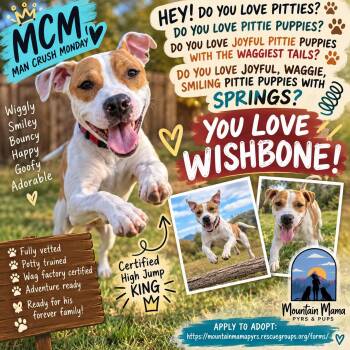 Wishbone -  Pit Bull Terrier and Australian Cattle Dog Blue Heeler Dog for Adoption in Midway, Utah - Wishbone | PetCurious