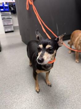THELMA -  Chihuahua Dog for Adoption in Ontario, California - THELMA | PetCurious