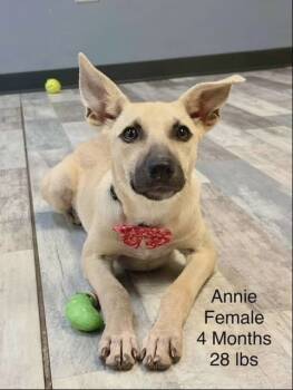 Rescue Shepherd Dogs for Adoption in Holbrook, New York - ANNIE | PetCurious