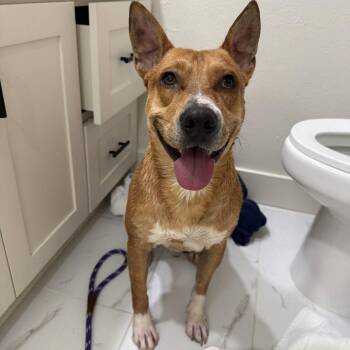 Terrier Dogs Available for Adoption in Dallas, Texas - Frankie | PetCurious
