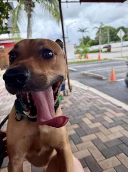 Rescue Labrador Retriever Dogs for Adoption in Pompano Beach, Florida - Charlie | PetCurious