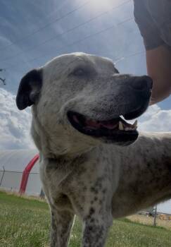 Lily -  Pit Bull Terrier Dog Available for Adoption in Wetaskiwin, Alberta - Lily | PetCurious