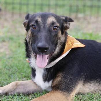 CHURRO -  Cardigan Welsh Corgi and German Shepherd Dog Dog for Adoption in San Antonio, Texas - CHURRO | PetCurious
