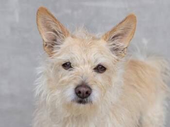 Willie -  Mixed Breed Dog for Adoption in Longmont, Colorado - Willie | PetCurious