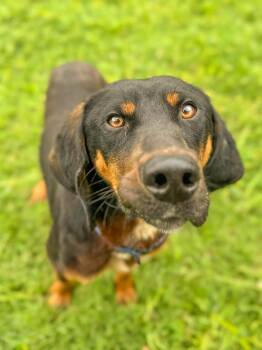 Hank -  Hound Dog for Adoption in Springfield, Tennessee - Hank | PetCurious