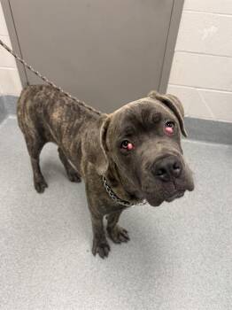 BIG HAUS -  Cane Corso Dog for Adoption in Indianapolis, Indiana - BIG HAUS | PetCurious