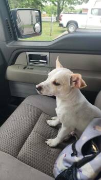 Chihuahua Dogs Available for Adoption in Mcminnville, Tennessee - Opie | PetCurious