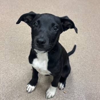 Bark Vader -  Black Labrador Retriever Dog for Adoption in Hinesville, Georgia - Bark Vader | PetCurious
