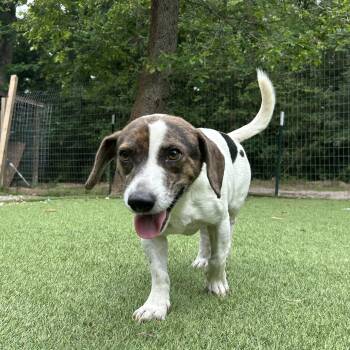 Beagle and Dachshund Dogs Available for Adoption in Magnolia, Texas - Snoopy | PetCurious