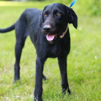 CT Velma -  Terrier and Mixed Breed Dog for Adoption in Eastford, Connecticut - CT Velma | PetCurious