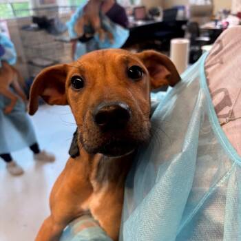 White Chocolate Mocha -  Mixed Breed Dog for Adoption in Huntington, West Virginia - White Chocolate Mocha | PetCurious