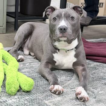 Terrier Dogs Available for Adoption - Linus | PetCurious