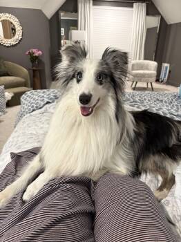 Dash -  Shetland Sheepdog Sheltie Dog for Adoption in Portland, Maine - Dash | PetCurious