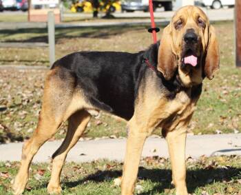 Bloodhound Dogs Available for Adoption in Bloomfield, Connecticut - Gary | PetCurious
