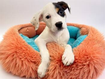 ROXIE -  Labrador Retriever and Mixed Breed Dog for Adoption in Fort Lauderdale, Florida - ROXIE | PetCurious