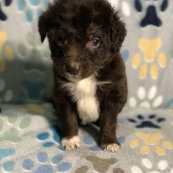 Australian Shepherd Dogs Available for Adoption - Hershey  | PetCurious