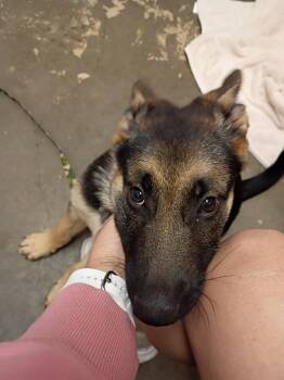 Janis -  Shepherd Dog for Adoption in St. Helens, Oregon - Janis | PetCurious