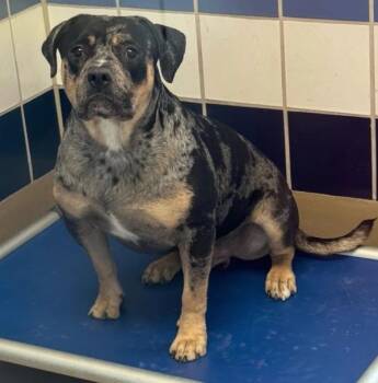 Big Boy -  Labrador Retriever and Pit Bull Terrier Dog for Adoption in Austin, Texas - Big Boy | PetCurious