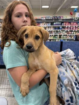 Rescue Mastiff and Turkish Kangal Dogs for Adoption in West Richland, Washington - Blackhawk | PetCurious