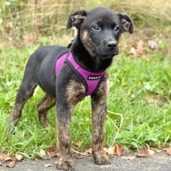 Howie -  Retriever and Mixed Breed Dog for Adoption in East Hampton, New York - Howie | PetCurious