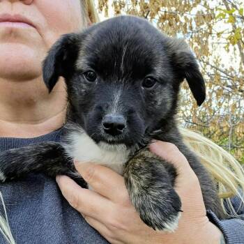 Clara (20261018-08) -  Labrador Retriever Dog for Adoption in Niagara Falls, Ontario - Clara (20261018-08) | PetCurious