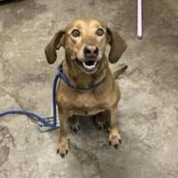 Hound and Mixed Breed Dogs Available for Adoption in Cleveland, Mississippi - Marley | PetCurious