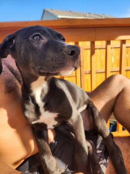 Rhea -  Mixed Breed Dog for Adoption in Colorado Springs, Colorado - Rhea | PetCurious