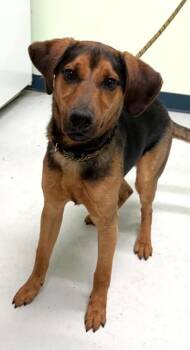 Mixed Breed Dogs Available for Adoption in Savannah, Georgia - Beanie | PetCurious