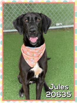 JULES -  Black Labrador Retriever Dog for Adoption in Marietta, Georgia - JULES | PetCurious