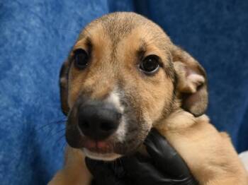 Asland -  Shepherd Dog for Adoption in Portland, Oregon - Asland | PetCurious