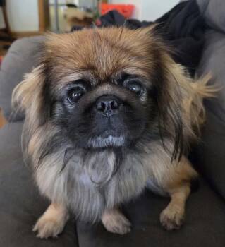 Chewbacca -  Pekingese Dog for Adoption in Cedar Rapids, Iowa - Chewbacca | PetCurious
