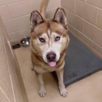 Rescue Mixed Breed Dogs for Adoption in Winston-salem, North Carolina - Alias | PetCurious