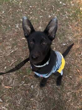 Shepherd and Mixed Breed Dogs Available for Adoption - Loba | PetCurious