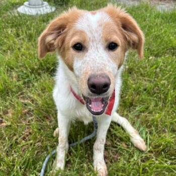 Mixed Breed Dogs Available for Adoption in Arlington, Virginia - Blanca | PetCurious