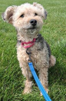 Yorkshire Terrier and Mixed Breed Dogs Available for Adoption in Fremont, Ohio - Hank | PetCurious
