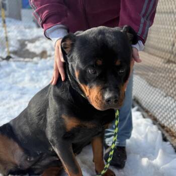 Rottweiler and Mixed Breed Dogs Available for Adoption - Pancake | PetCurious