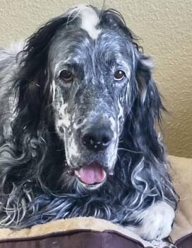 English Setter Dogs Available for Adoption - Alwyn | PetCurious