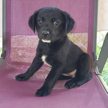 Faith -  Labrador Retriever and Mixed Breed Dog for Adoption in Hattiesburg, Mississippi - Faith | PetCurious