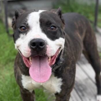 Vega -  American Staffordshire Terrier and Mixed Breed Dog for Adoption in Corpus Christi, Texas - Vega | PetCurious