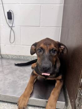 Rescue Belgian Shepherd Malinois and German Shepherd Dog Dogs for Adoption in Houston, Texas - Waylon | PetCurious