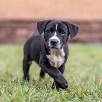 Galaxy Pup - Milkyway -  Shepherd and Golden Retriever Dog for Adoption in San Diego, California - Galaxy Pup - Milkyway | PetCurious