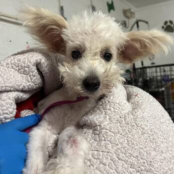 Lida Bida Boda Butt -  Terrier Dog Available for Adoption in Edinburg, Texas - Lida Bida Boda Butt | PetCurious