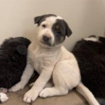 Dusty - In Foster! -  Mixed Breed Dog for Adoption in Flagstaff, Arizona - Dusty - In Foster! | PetCurious