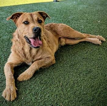 Black Mouth Cur Dogs Available for Adoption in Clyde, North Carolina - COOBIE | PetCurious