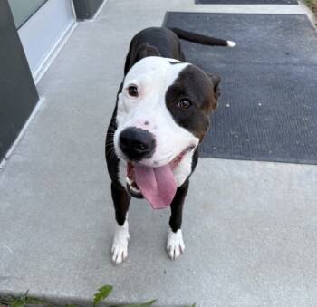 Rescue Pit Bull Terrier Dogs for Adoption - Oreo | PetCurious