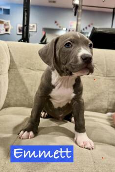 Pit Bull Terrier Dogs Available for Adoption - Emmett | PetCurious