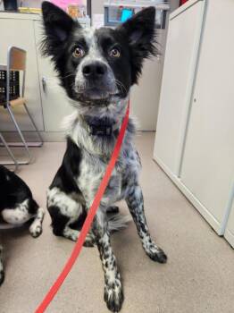 Australian Cattle Dog Blue Heeler Dogs Available for Adoption in Burbank, California - A139949 | PetCurious