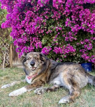 Manny -  Australian Shepherd Dog for Adoption in Hayward, California - Manny | PetCurious